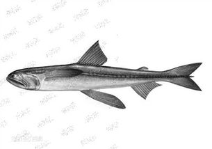 水產(chǎn)品中天然存在甲醛嗎？溫州專家為您揭秘真相