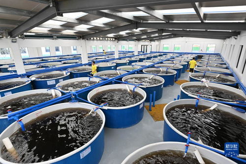 海南文昌 以特色產(chǎn)業(yè)為翼，譜寫(xiě)高質(zhì)量發(fā)展新篇章——聚焦畜牧漁業(yè)飼料銷(xiāo)售